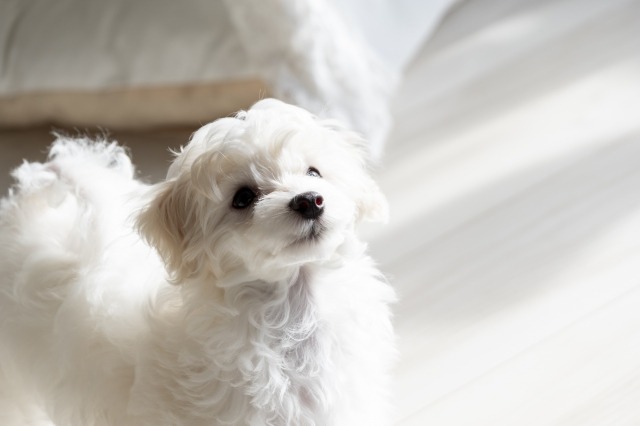 つぶらな瞳で見上げている白いマルプー