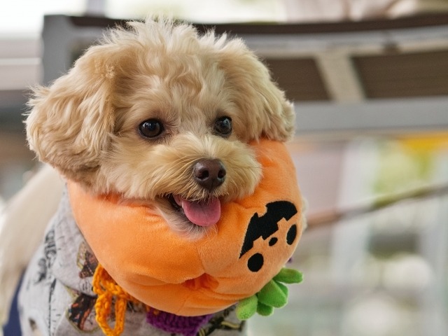 かぼちゃの人形を首に付けて、舌を出して遠くを見ている薄茶色のマルプー