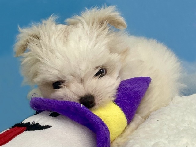 人形を咥えている子犬の白いマルプー