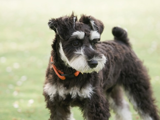 立ちあがって視線をそらしているミニチュア・シュナウザーの写真