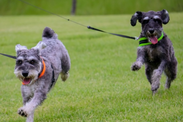 楽しそうに走っている2匹のミニチュア・シュナウザーの写真