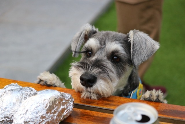 机に前足をかけて机の上の食べ物を狙っているミニチュア・シュナウザーの写真