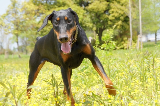 楽し気に草原を走るドーベルマン