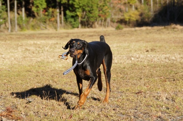 芝生の上をおもちゃを咥えて走ってくるドーベルマン
