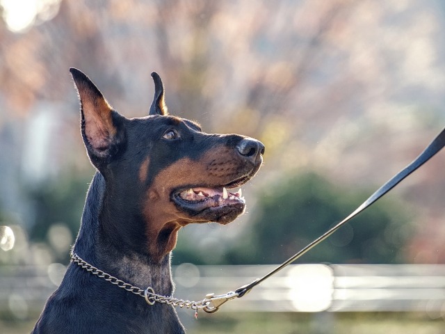 耳を立てて前を見つめるドーベルマンの横顔