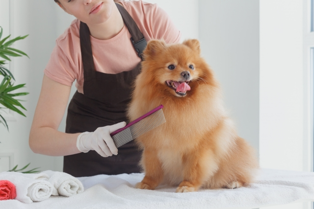 人にコームで被毛を梳かされている茶色い犬