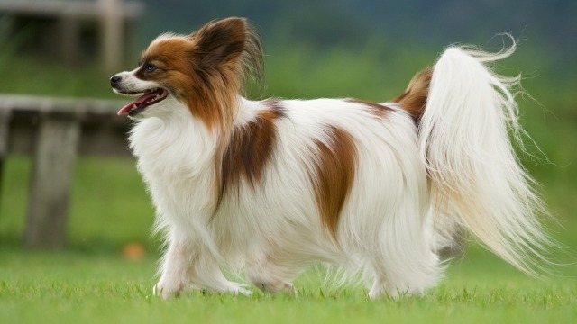 左向きに歩いているパピヨンの全身の写真