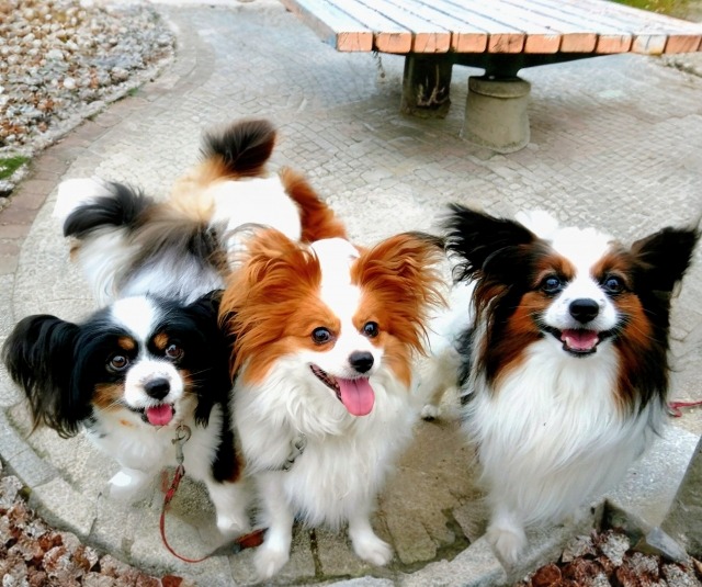 こちらを見ている毛色が異なる3匹のパピヨンの写真