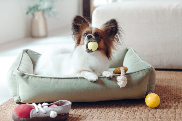 犬用のベッドの上でボールをくわえてこちらを見ているパピヨンの写真