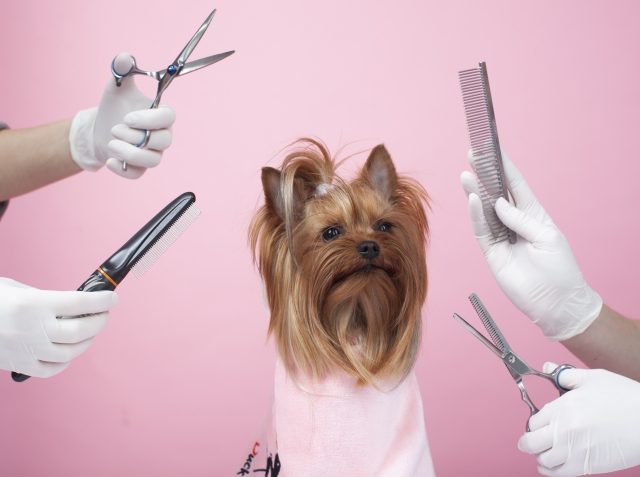 真ん中でおとなしくしているヨーキーが、犬用のハサミやコーム、バリカンと一緒に写っている