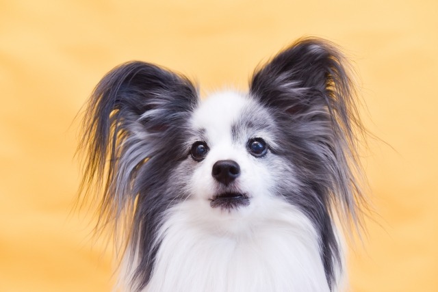 こちらを見ている白黒のパピヨンのアップの写真