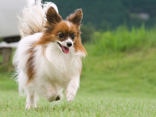 こちらに向かって走っているパピヨンの全身写真