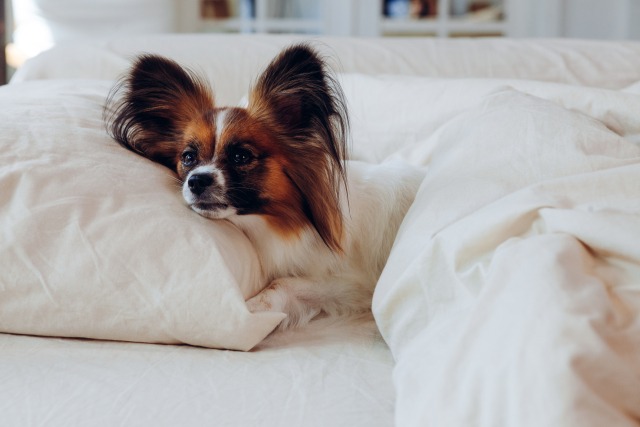 人間のベッドの上で布団をかぶって眠そうにしているパピヨンの写真