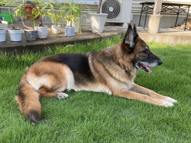 芝生に伏せてくつろいでいるシェパード