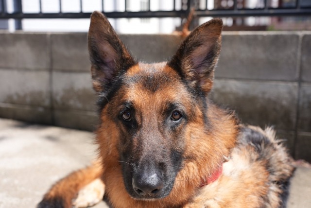 茶色と黒のシェパードが耳を立てて見つめている