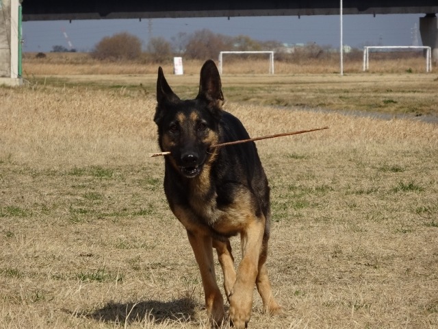 木の枝を咥えてこちらへやってくるシェパード