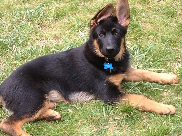 芝生で伏せてこちらを見つめているシェパード