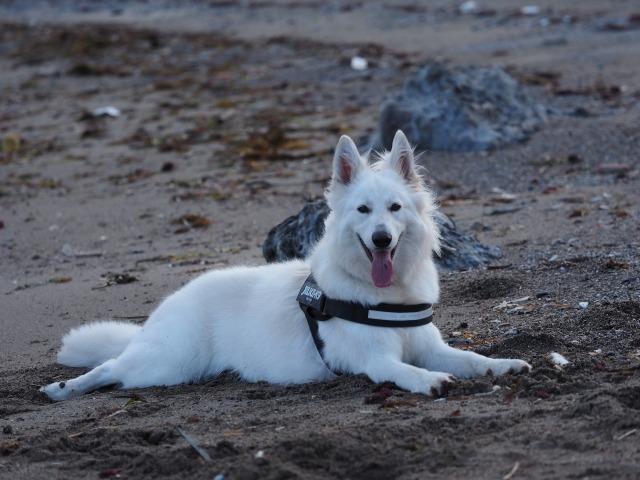 土の上で伏せて舌を出しながらこちらを見つめるホワイト・スイス・シェパード・ドッグ