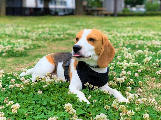 芝生の上で伏せて落ち着いているビーグル