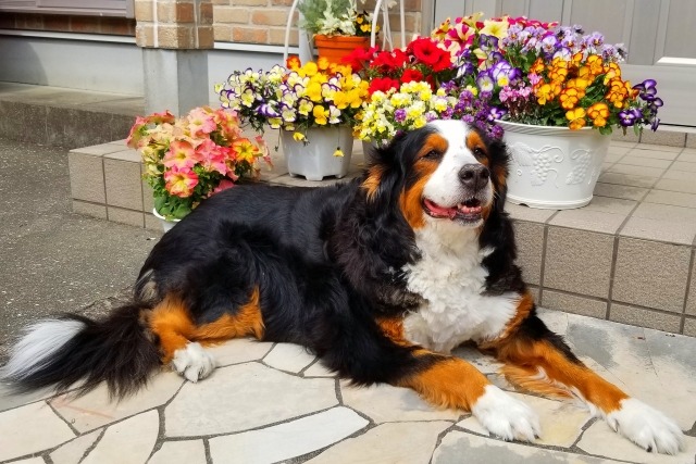 花が満開の鉢植えの前で伏せをして笑顔のバーニーズマウンテンドッグの写真