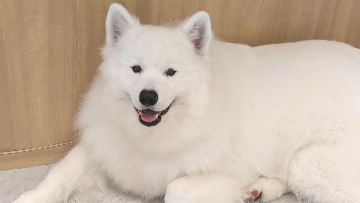 サモエドってどんな犬？性格から飼育のポイントまで解説