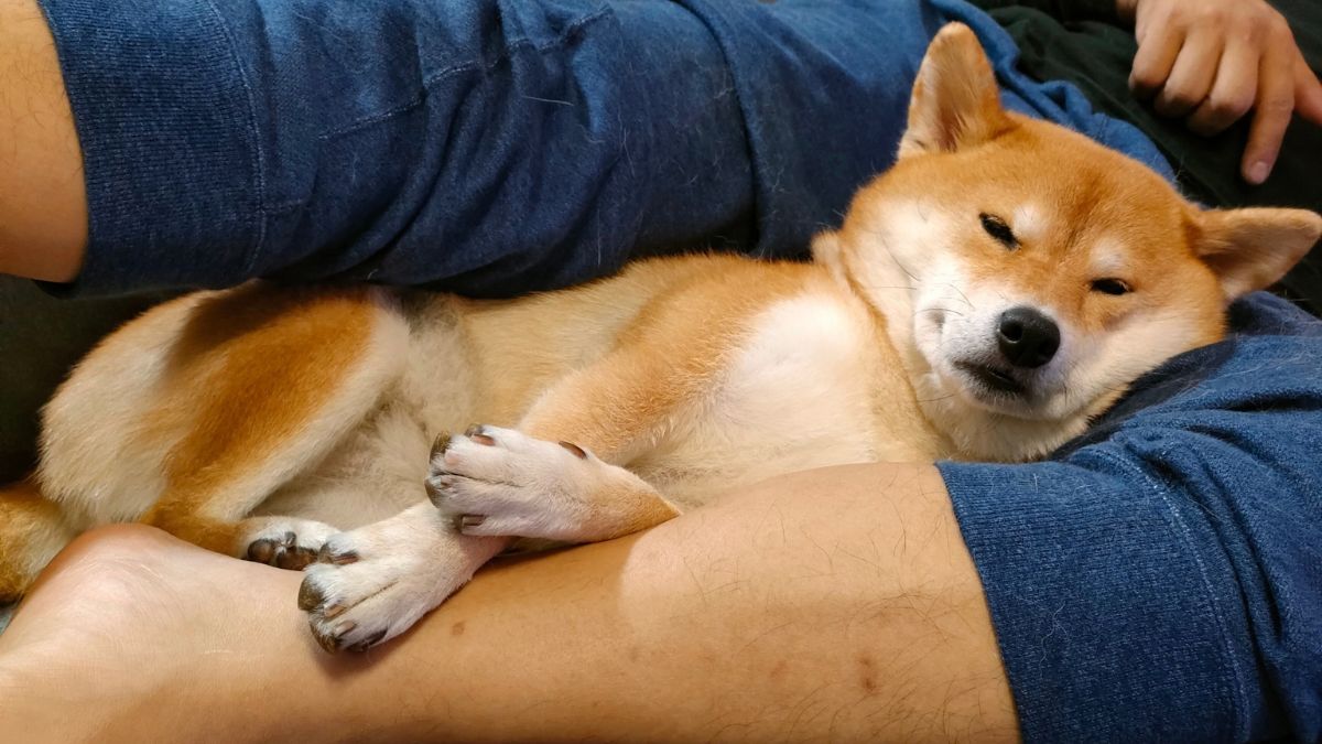 愛犬が足元で寝る理由とは？行動の意味から対処法まで解説