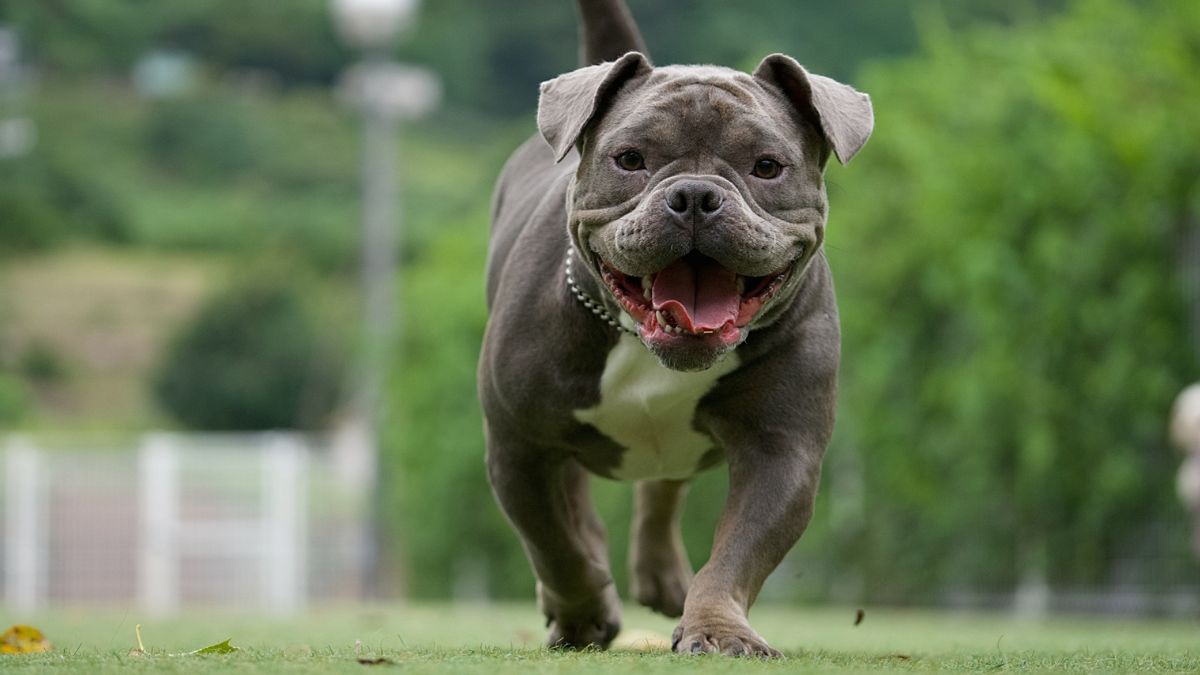 ピットブルは本当に危険？性格・特徴から飼育のポイントまで解説