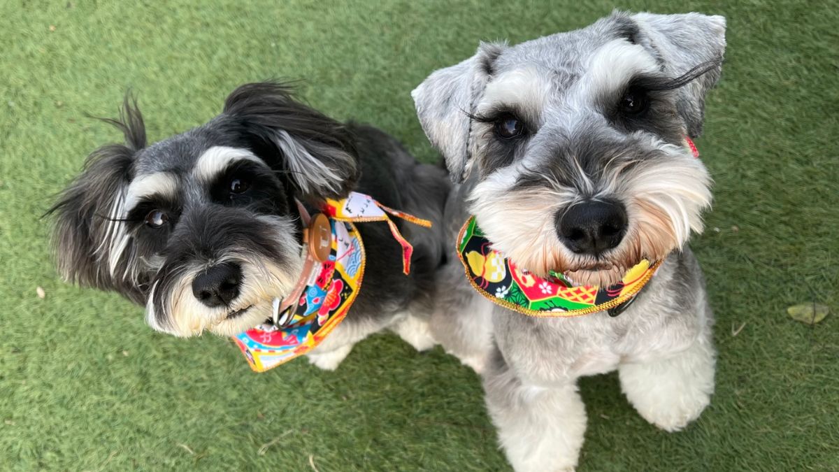 2匹のミニチュアシュナウザーがお座りしてこちらを見ている写真